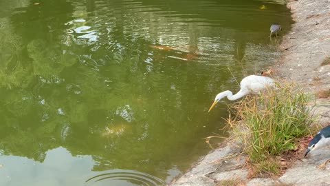 Ardea alba eating lunch