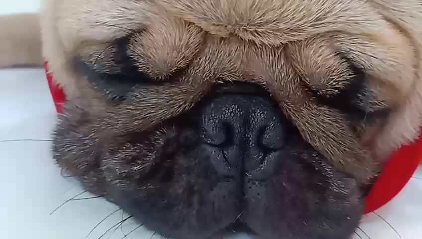 DOG SNORING LOUDLY