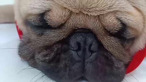 DOG SNORING LOUDLY