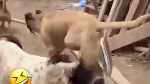 Dog funny video