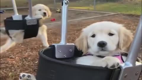 Two puppies having fun in the swings