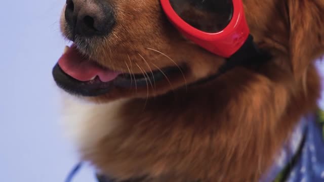 funny dog wears red sunglasses see what he does!!