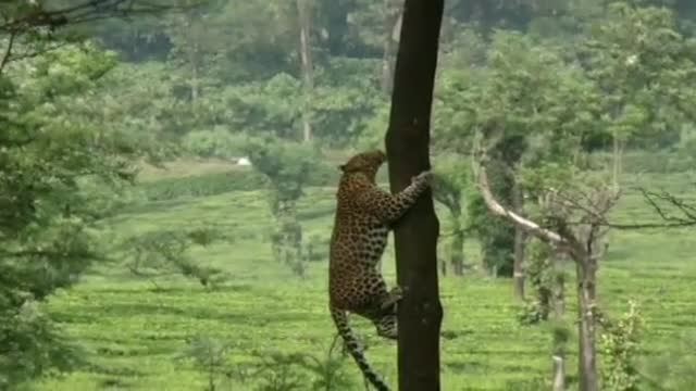 the jump of the jaguar