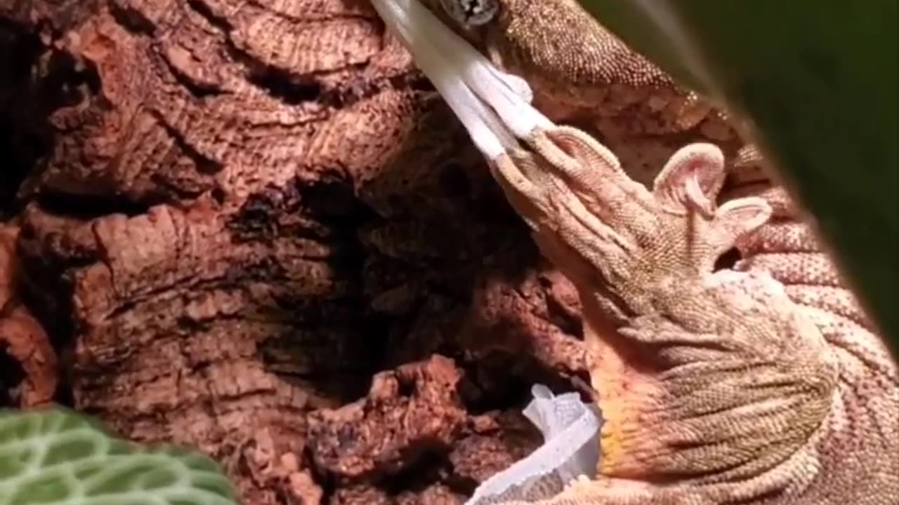 Gecko Removes Molted Skin