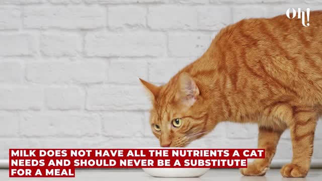 Milk is dangerous for your cat ! Find out Why