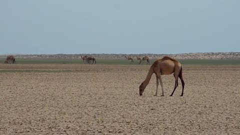 Camels in Somaliland