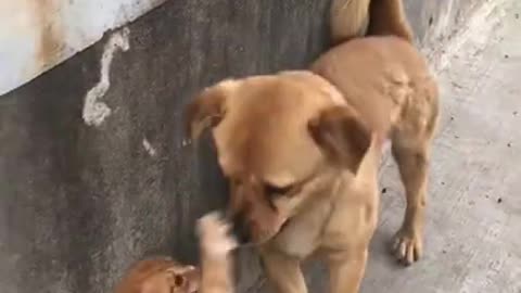 Adorable Kitten Playing With A Cute Puppy!!!