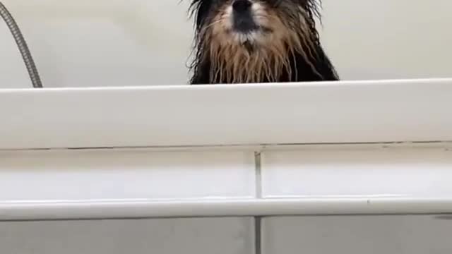 Bath time for cute dog