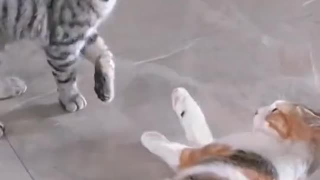 Cats Fighting Together