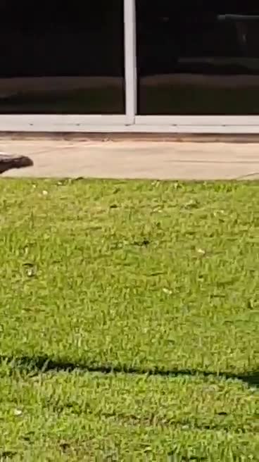 Bird loves to swim on summer time