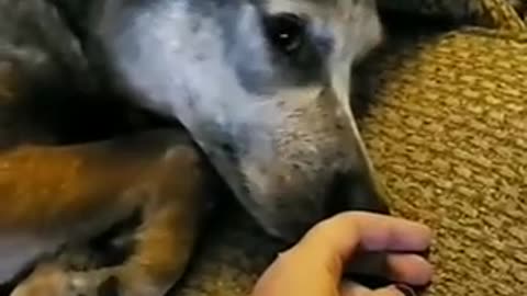 Cute dog sleep on the sofa||