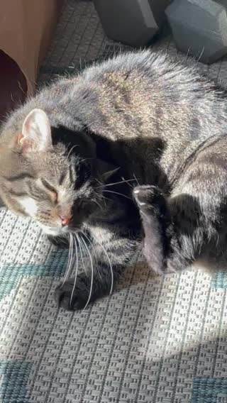 Scratchfest interrupted!!