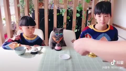 2020「かわいい猫」 笑わないようにしようとしてください - 最も面白い猫の映画 #61