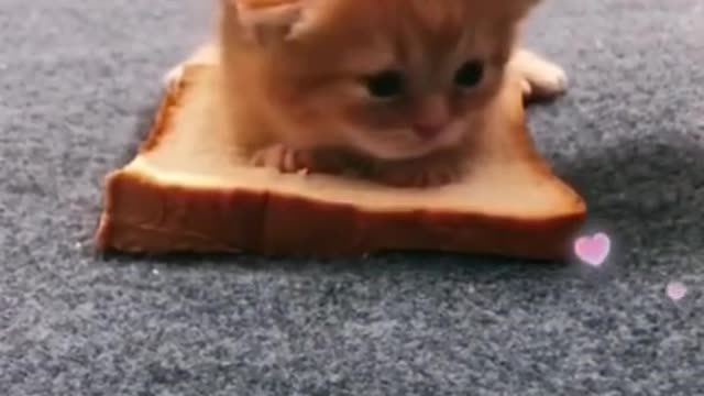 Don't Eat me Helppppppš