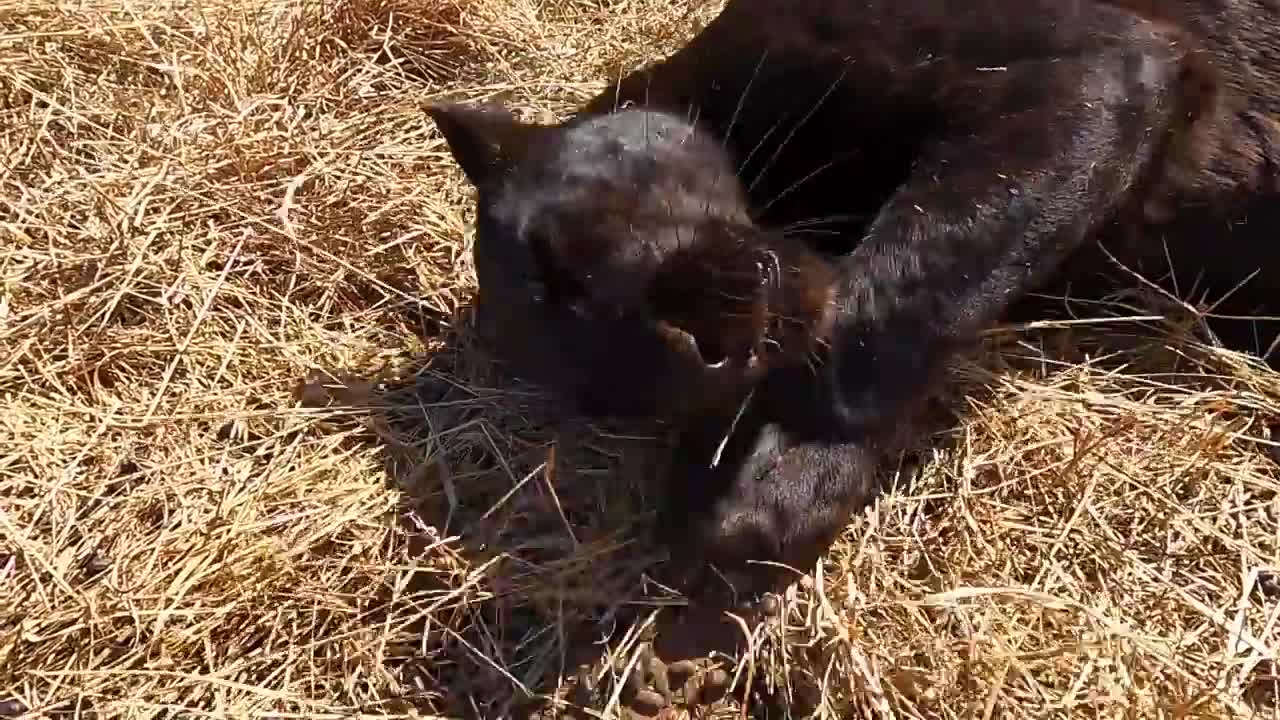 Enjoying the Day with Black Leopards | The Lion Whisperer