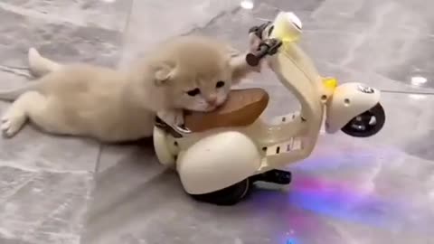 Cute pet playing his toy vehicle 😄😃