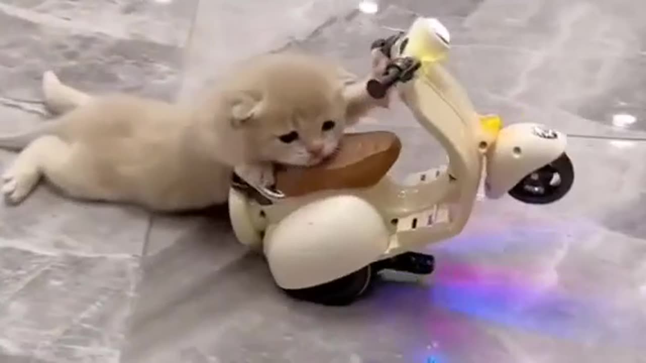 Cute pet playing his toy vehicle 😄😃