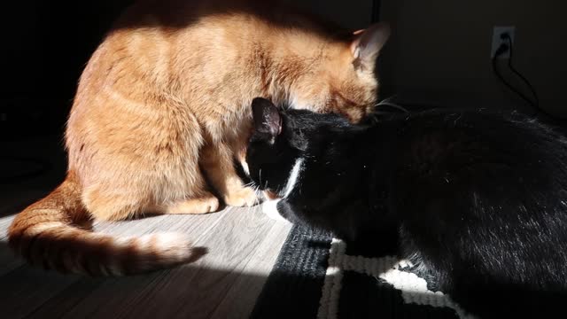 Cute Kitties Clean Eachother