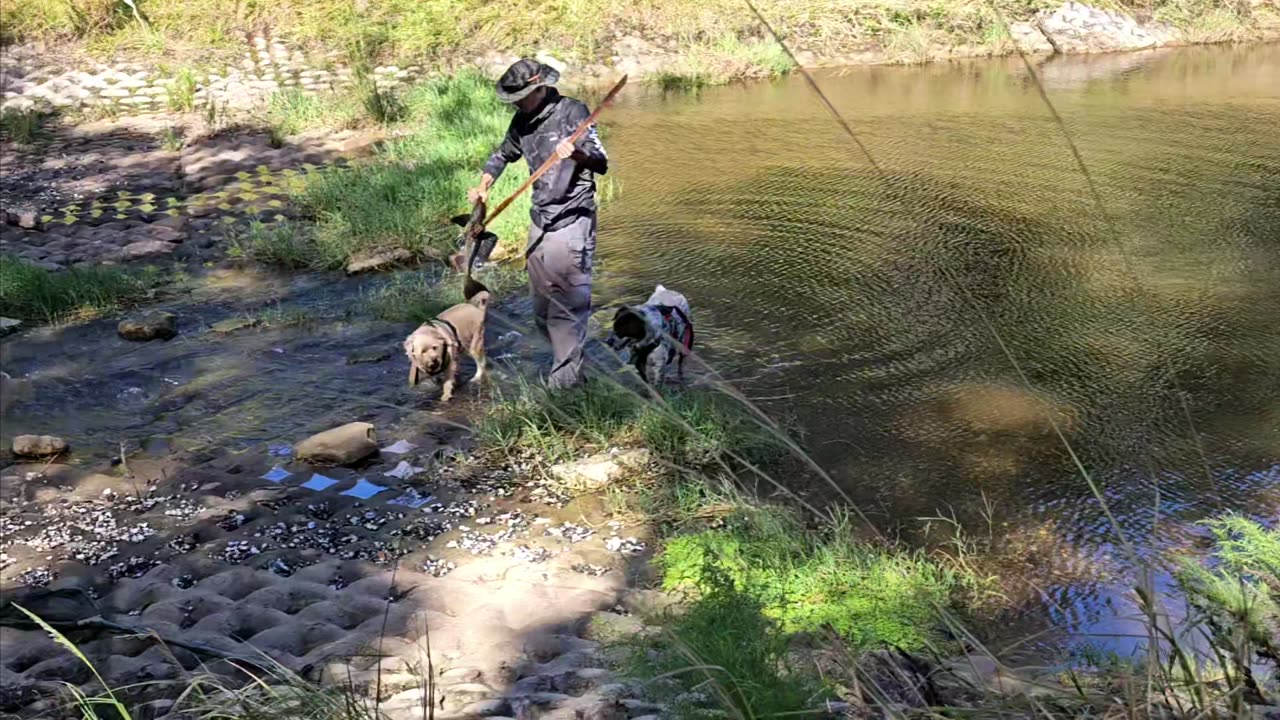 Poking Pleco