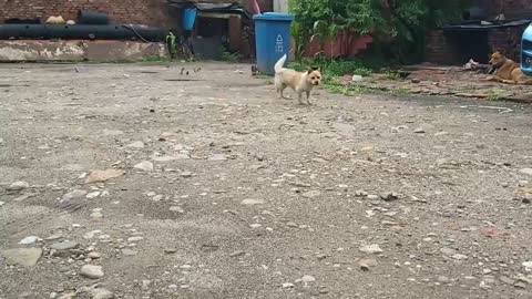 dog looking at yard