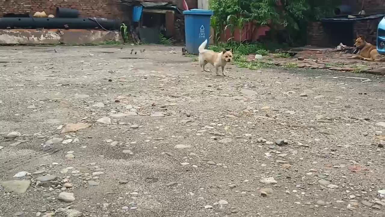 dog looking at yard