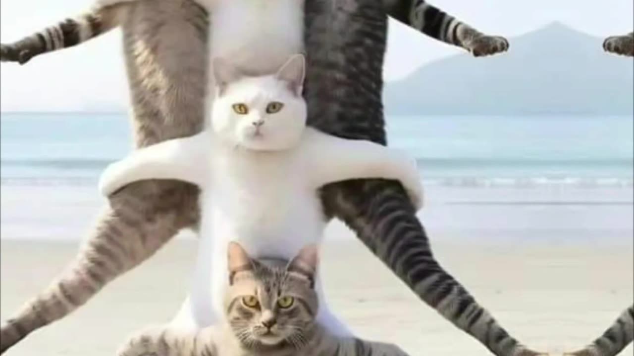 Cute cats