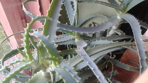 O aloesie i innych sukulentach