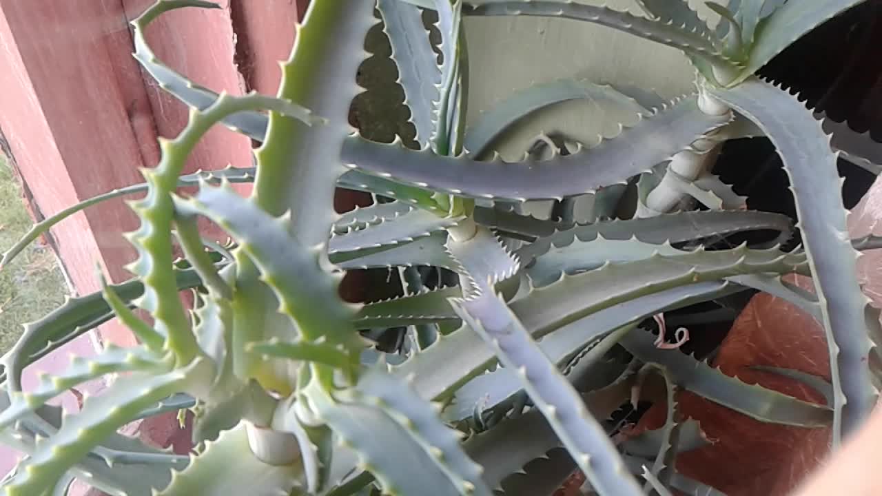 O aloesie i innych sukulentach