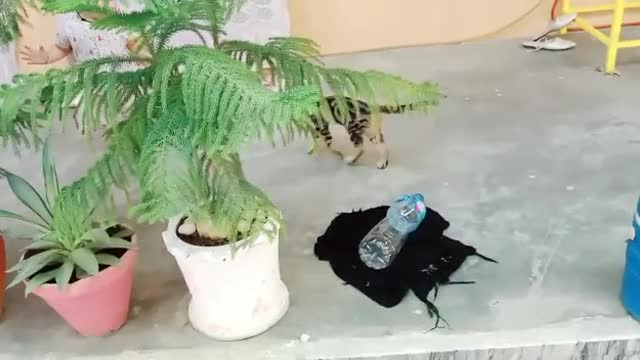 baby and cat playing