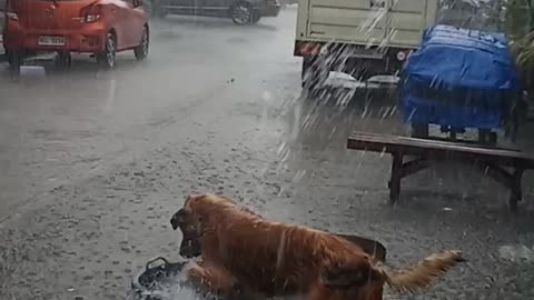 Happy Pooch Plays in the Rain