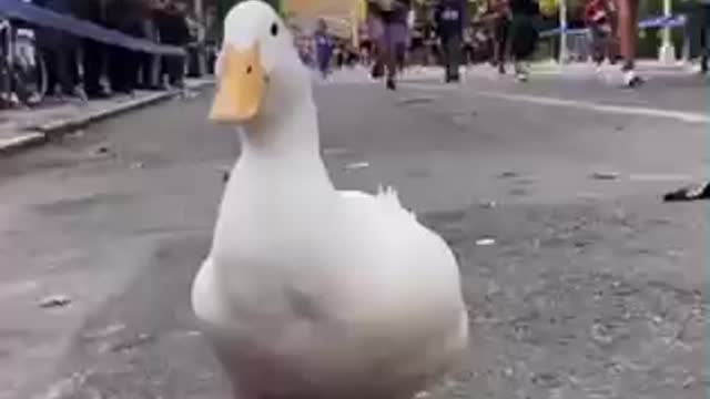 Duck runs in marathon