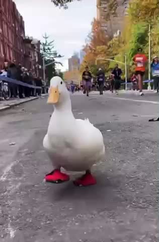 Duck runs in marathon