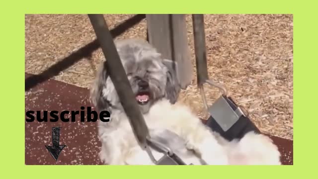 funny dog