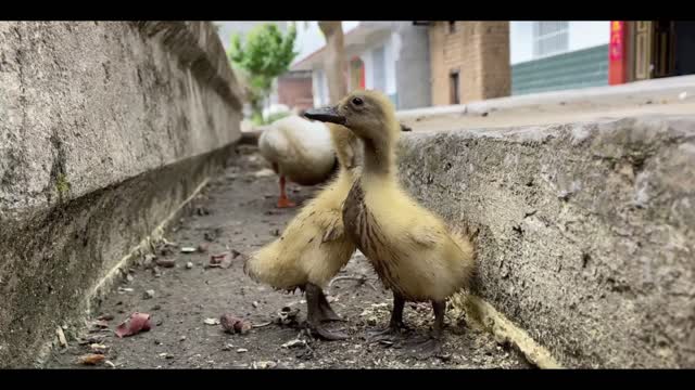 duck swimming