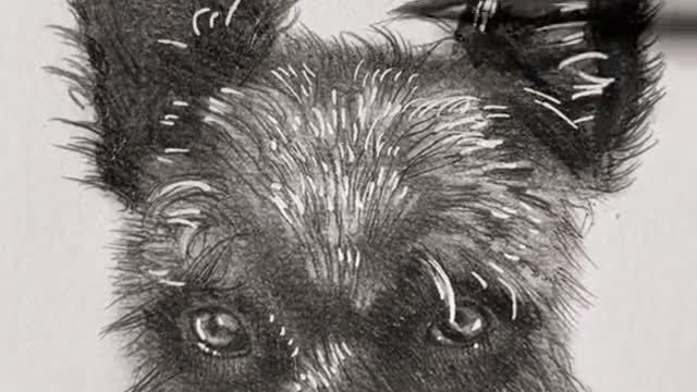 Drawing a stranger’s dog ♥️