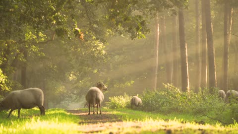 Flock of sheep at dawn in a sunny forest