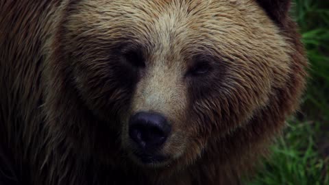 Bear Brown Bear Nature Wildlife Animal Slow Motion