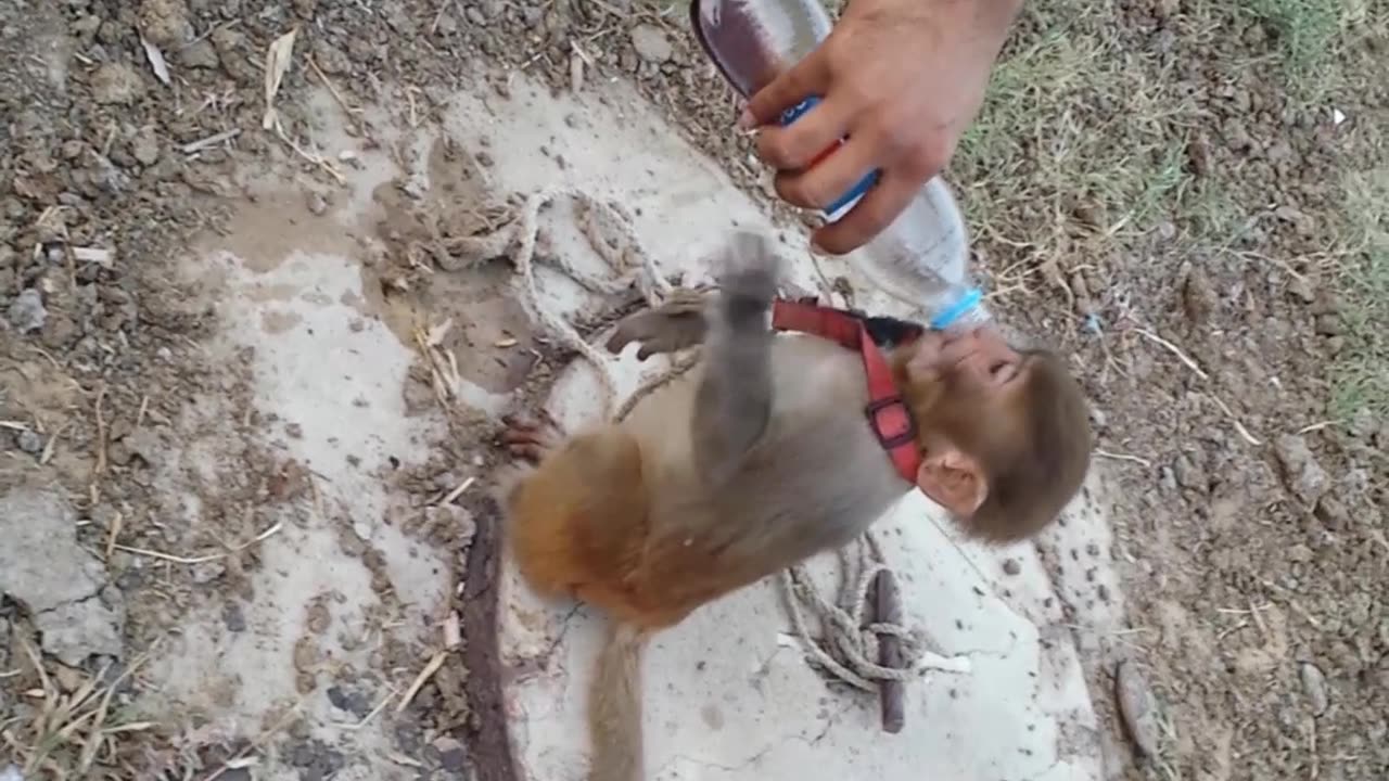 Monkey Drinking Pepsi