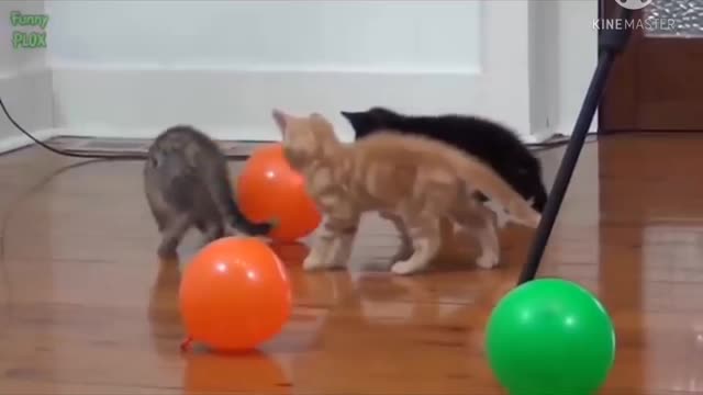 Funny video of cute animals: cats, dogs, birds