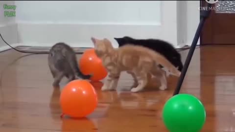 Funny video of cute animals: cats, dogs, birds