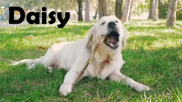 Top 10 Most Popular Dog & Puppy Names