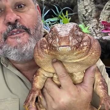 My Tegu Has Bigger Cheeks Than Me! 🦎 🤣