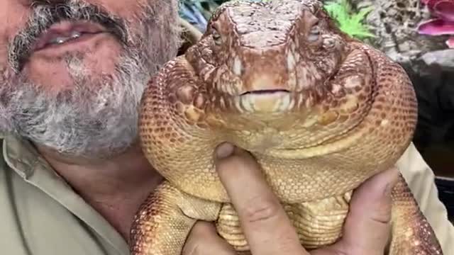 My Tegu Has Bigger Cheeks Than Me! 🦎 🤣