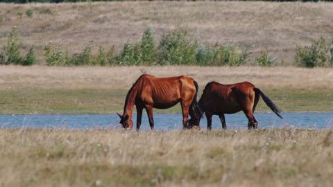 Horses grazing in nature in the field, by the river, against the trees. The wind blows