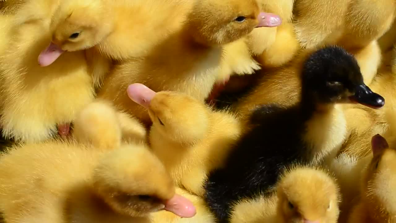 FUNNNY AND AMAZING SMALL CHICKEN VIDEO
