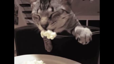 Funny Cats 30 Seconds