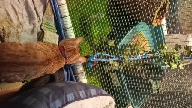Tonsils is curious about Munchie. Featuring Fiona