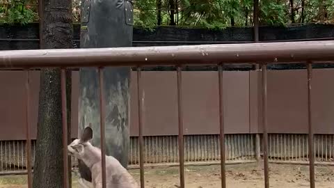 A kangaroo hitting a sandbag in a zoo.