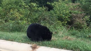 Bear Family Finds Yellowjacket Swarm in North Carolina Neighborhood