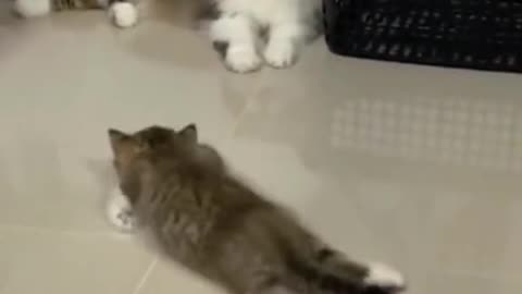 funny cat video